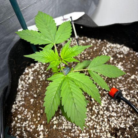 PPA6 Diamondique  growlog timeline photo