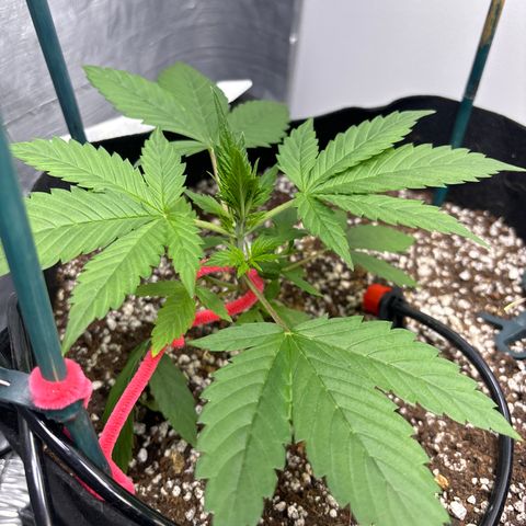 PPA6 Diamondique  growlog timeline photo