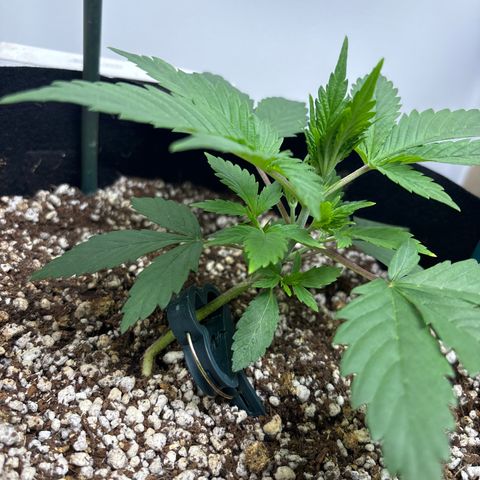 PPA7 Bernice growlog timeline photo