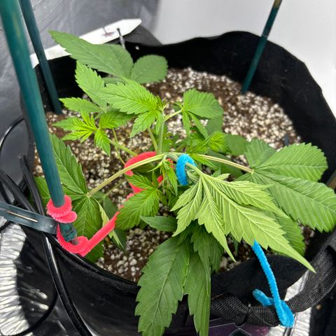 PPA6 Diamondique  growlog timeline photo