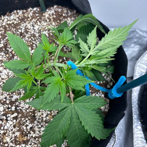 PPA7 Bernice growlog timeline photo