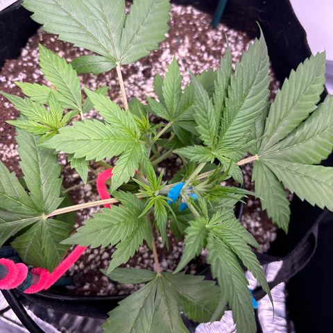 PPA6 Diamondique  growlog timeline photo