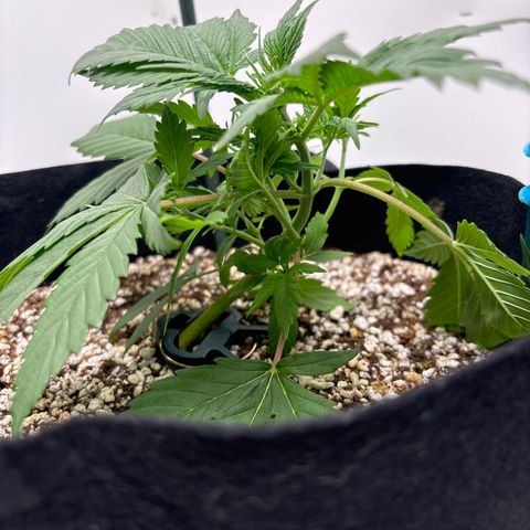 PPA7 Bernice growlog timeline photo