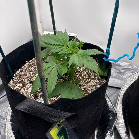 PPA7 Bernice growlog timeline photo