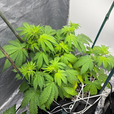 PPA6 Diamondique  growlog timeline photo