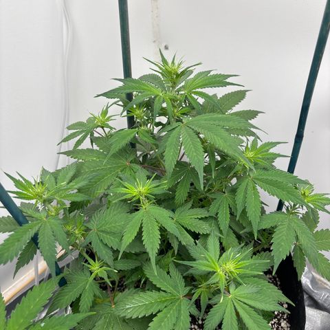 PPA7 Bernice growlog timeline photo