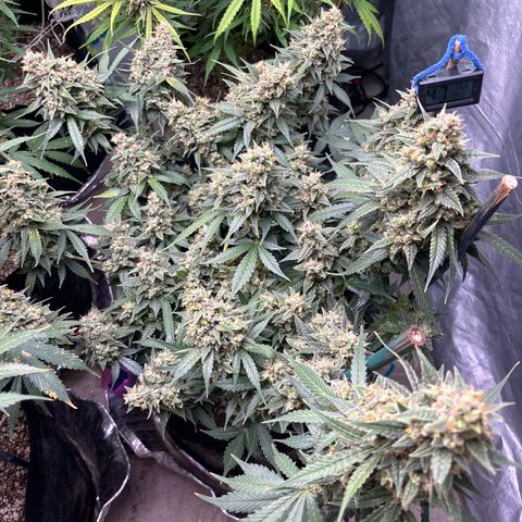 PPA7 Bernice growlog timeline photo