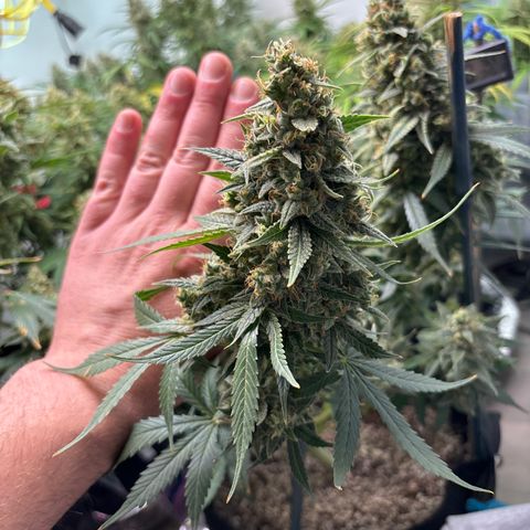 PPA7 Bernice growlog timeline photo