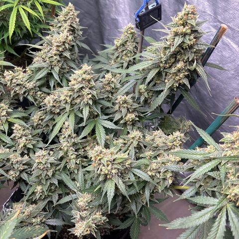 PPA7 Bernice growlog timeline photo
