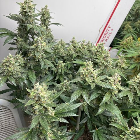 PPA6 Diamondique  growlog timeline photo