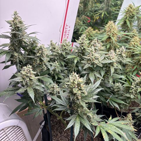 PPA6 Diamondique  growlog timeline photo