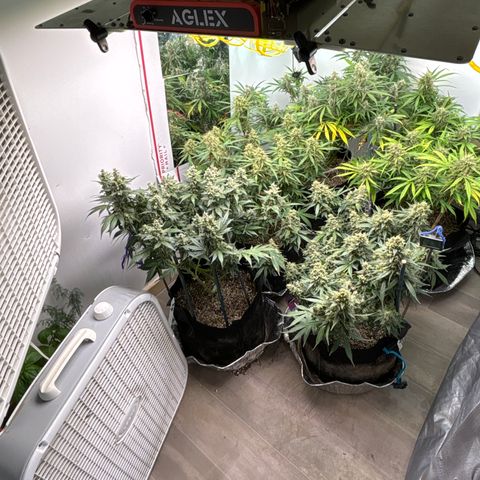 PPA7 Bernice growlog timeline photo