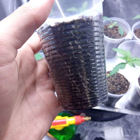 Prensados  growlog photo: Enraizamento avançado e uma planta com má formação 