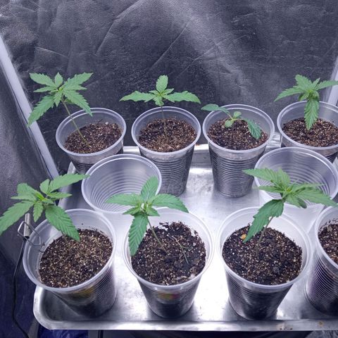 Prensados  growlog photo: Enraizamento avançado e uma planta com má formação 
