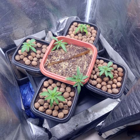 Prensados  growlog photo: Mudança para vaso 17, uma planta defeituosa removida