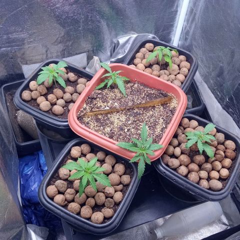 Prensados  growlog timeline photo