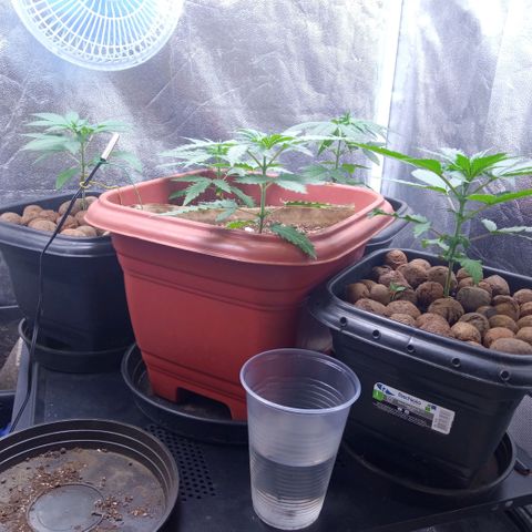 Prensados  growlog timeline photo