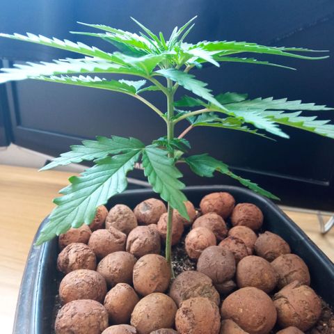 Prensados  growlog timeline photo