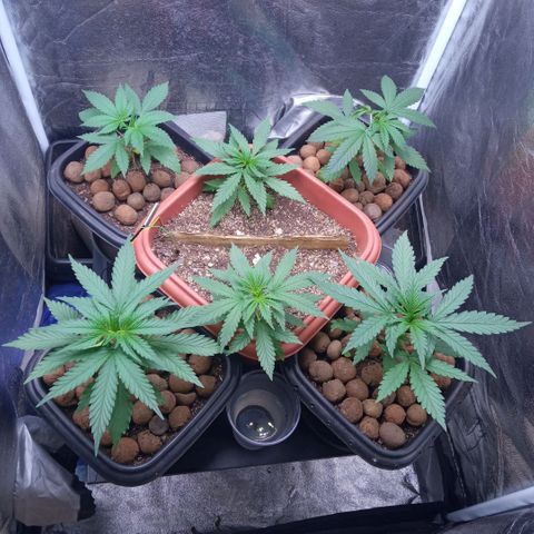 Prensados  growlog timeline photo