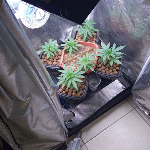 Prensados  growlog timeline photo