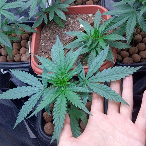 Prensados  growlog timeline photo