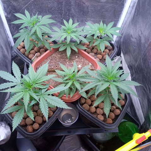 Prensados  growlog timeline photo