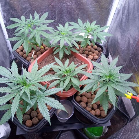 Prensados  growlog timeline photo