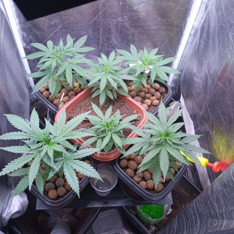 Prensados  growlog timeline photo