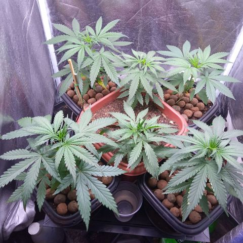 Prensados  growlog timeline photo