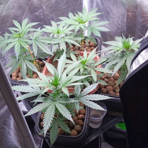 Prensados  growlog timeline photo