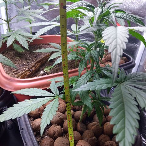 Prensados  growlog timeline photo