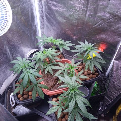 Prensados  growlog timeline photo
