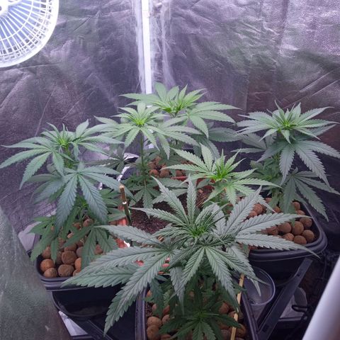 Prensados  growlog timeline photo