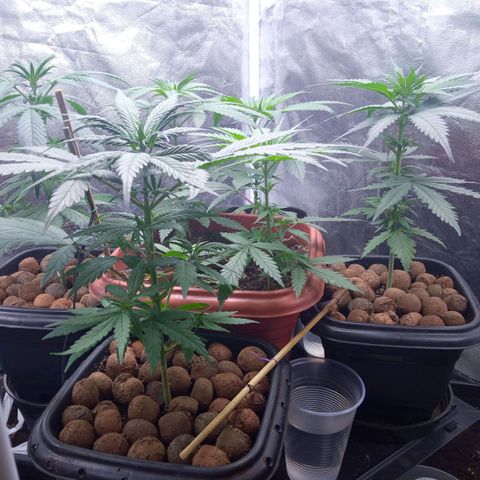 Prensados  growlog timeline photo