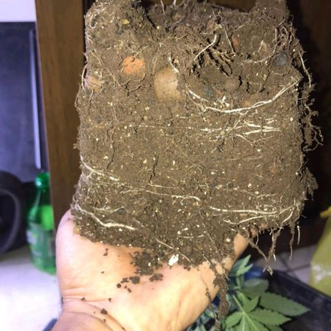 Prensados  growlog photo: Vasos definitivos 