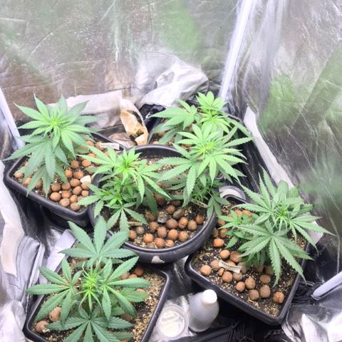 Prensados  growlog photo: Vasos definitivos 