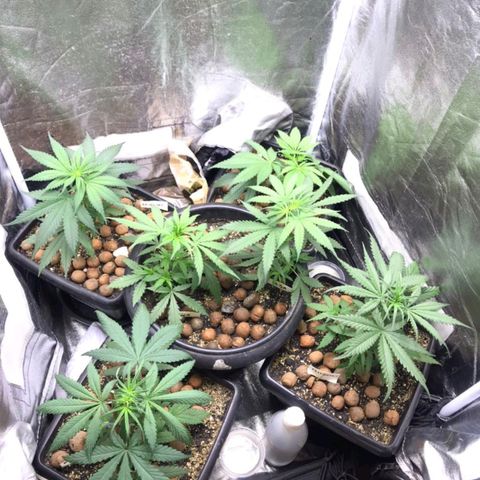 Prensados  growlog photo: Vasos definitivos 