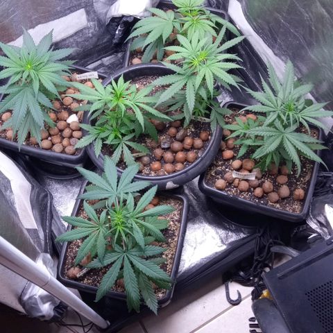Prensados  growlog photo: Vasos definitivos 