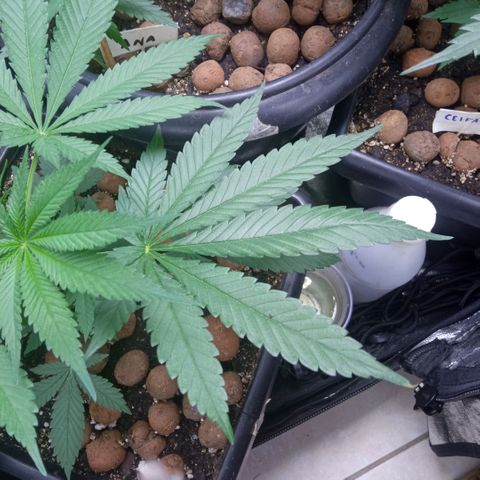 Prensados  growlog timeline photo