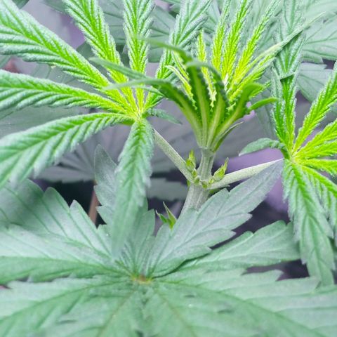 Prensados  growlog timeline photo