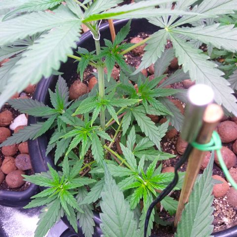 Prensados  growlog timeline photo