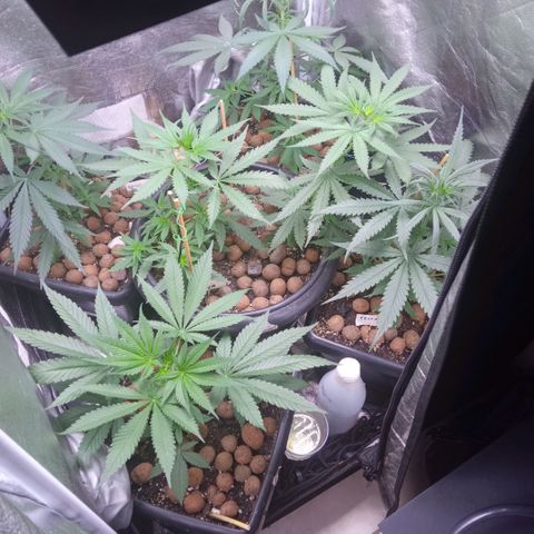 Prensados  growlog timeline photo
