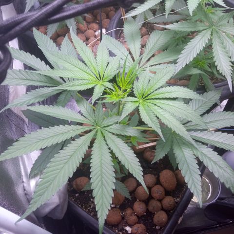 Prensados  growlog timeline photo