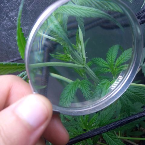 Prensados  growlog photo: Primeiros pistilos e sacos de pólen 
