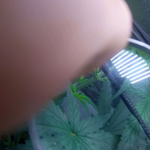 Prensados  growlog photo: Primeiros pistilos e sacos de pólen 