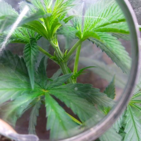 Prensados  growlog photo: Primeiros pistilos e sacos de pólen 