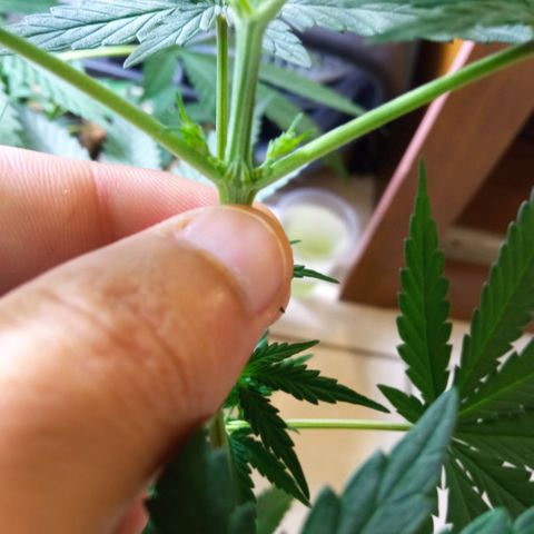 Prensados  growlog photo: Remoção do primeiro macho e amarra na planta principal 