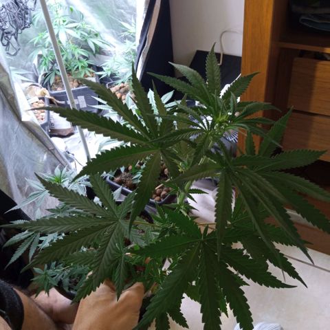 Prensados  growlog photo: Remoção do primeiro macho e amarra na planta principal 