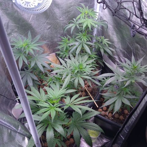 Prensados  growlog photo: Remoção do primeiro macho e amarra na planta principal 
