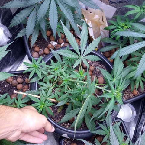 Prensados  growlog photo: Remoção do primeiro macho e amarra na planta principal 